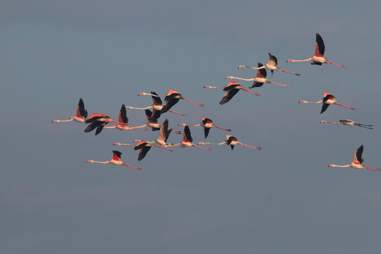 Flock Of Flamingo Flying