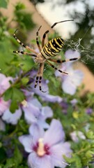 spider on a web