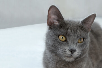 The gray cat with yellow eyes lies on a gray background. World Cat Day