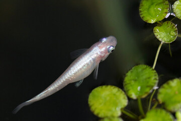 Macro shot of Japanese Killifish “Medaka” in the biotope....