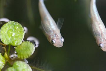 Macro shot of Japanese Killifish “Medaka” in the biotope....