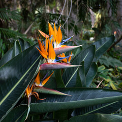 Fototapeta premium Exotic flower Strelizia Reginae or Bird of Paradise growing in tropical garden on Tenerife, Canary Islands , Spain.