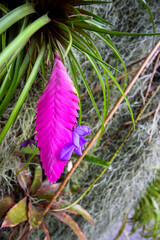 Close up of Wallisia cyanea syn flower. Beautiful vibrant floral background - obrazy, fototapety, plakaty