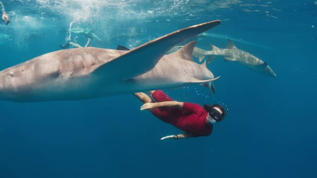 Swim with shark. Two men swim with the Nurse sharks (Ginglymostoma cirratum) in the tropical sea.