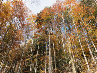 Autumn colored European beeches forest (Fagus sylvatica) in a steep gorge of southern Black Forest in Germany