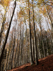 Autumn colored European beeches forest (Fagus sylvatica) in a steep gorge of southern Black Forest in Germany