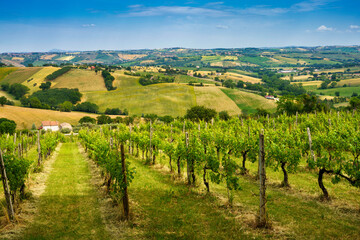 Fototapeta na wymiar Rural landscape near Corinaldo and Ostra Vetere, Marche, Italy
