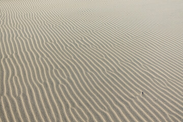 Obraz premium The texture of sand on a dune in the desert