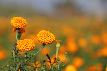 Orange marigold flowers in focus with blur background out of focus