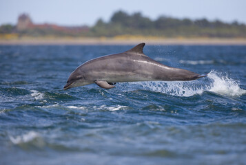 Young wild bottlenose dolphin.
Wild Tursiops truncatus bottlenose dolphins swimming free in Scotland in the Moray firth wild hunting for salmon