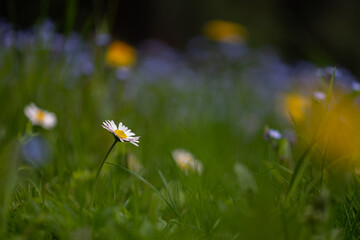 Polska wiosenna łąka pokryta kwiatami.  - obrazy, fototapety, plakaty