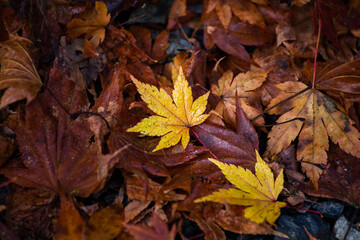 しっとり落ち葉