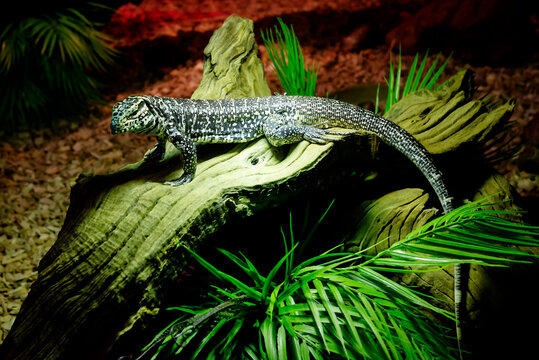 The monitor lizard is South Asian. (Latin Varanus Rudicollis).
 It is distributed in Thailand, Myanmar, Malaysia, Indonesia. The total length reaches 0.9-1.2 m, sometimes up to 1.5 m. It lives mainly 