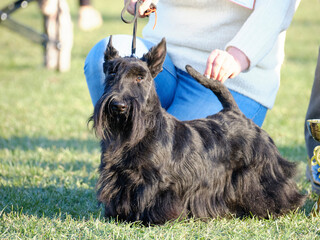 Scottish Terrier poses for the press after winning the show