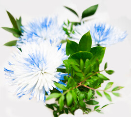 Multicolored chrysanthemum