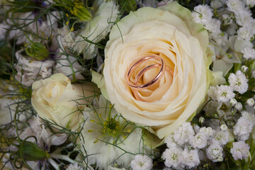 Two shiny golden wedding rings lay on white rose flower with isolated blurry background