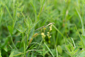 Macro photography of flowers and insects. Green meadow and flowers. Background with flowers.