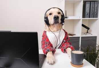 A cute funny dog in a shirt and glasses is working at a laptop. At the table sits a golden retriever dressed as a programmer or businessman. The pet works at the computer.