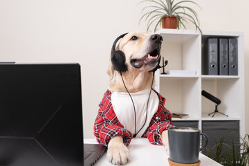 A cute funny dog in a shirt and glasses is working at a laptop. At the table sits a golden...