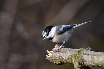 Leucism Black-capped Chickadee