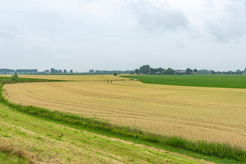Obraz premium A beautiful play of lines through the grain in the floodplains of the river Lek, the Netherlands