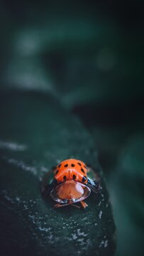 Lady Bug On Coloring