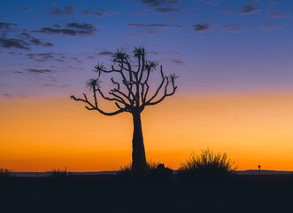 Fototapeta na wymiar silhouette of a tree at sunset