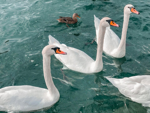 High Angle View Of Swans Swimming In Lake