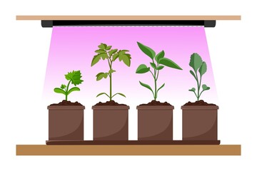 Phytolamp for plants and seedlings. Growing garden plants with purple light. Plant care. Vector illustration
