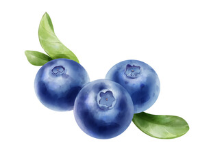 Hand drawn watercolor painting blueberry on white background.
