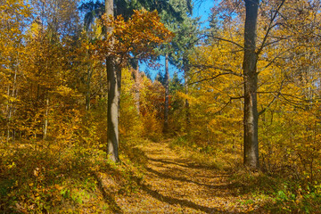 Picturesque yellow forest in autumn for walking.