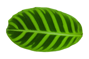 green leaf isolated of Calathea Zebrina isolated.