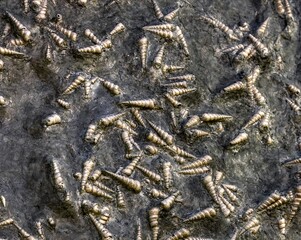 Fossilized Tower Shells