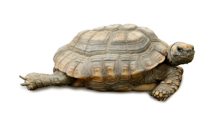 Beautiful tortoise on white background. Wild animal