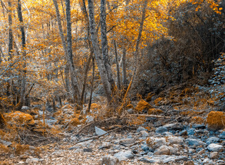 Forest of Sierra of Aracena