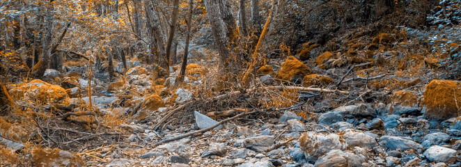 Forest of Sierra of Aracena