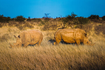 Naklejka premium rhino in the savannah