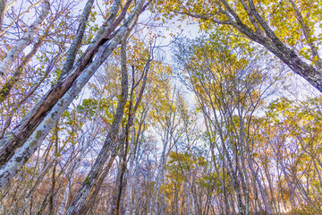 Fototapeta premium 紅葉した葉が落ちかけている落葉樹と青空