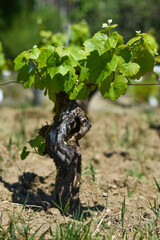 .A small grape bush in a plantation with green leaves.