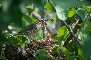 An adult bird in a nest with chicks