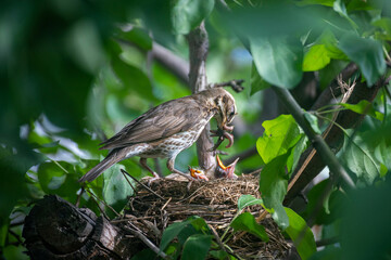 Fototapeta premium An adult bird in a nest with chicks