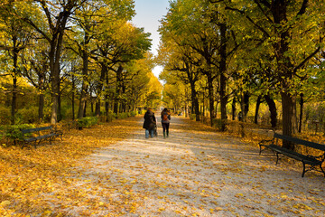 Fototapeta premium Herbst in Wien