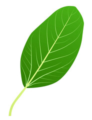 Obraz premium green leaf of the Bengali ficus tree
