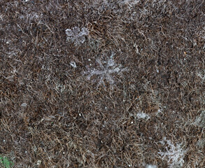 winter card, crystals of snow, winter photo