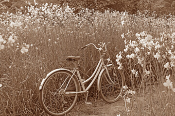 Sepia tone of a bicycle in the flower fields