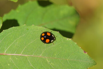 Harlequin ladybird (Harmonia axyridis f. spectabilis) on a fuchsia leaf. Family Coccinellidae. Autumn, Dutch garden. October, Netherlands © Thijs de Graaf