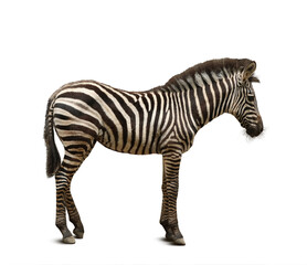 Fototapeta na wymiar Beautiful zebra on white background. Exotic animal