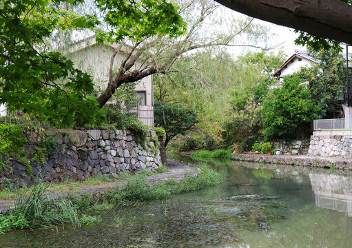 Moat view of "Omihachiman" in Shiga Prefecture Japan. 近江八幡市内を流れる水郷の写真。