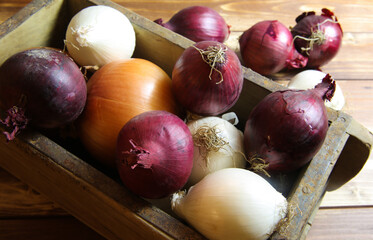 Closeup of isolated mixed various white, red purple , golden fresh raw natural whole onion bulbs in rustic old wood box on wooden table