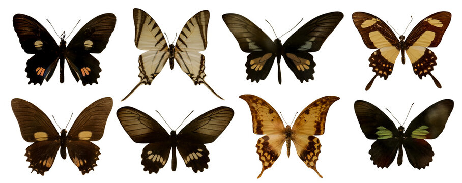 Set with beautiful exotic butterflies on white background. Banner design